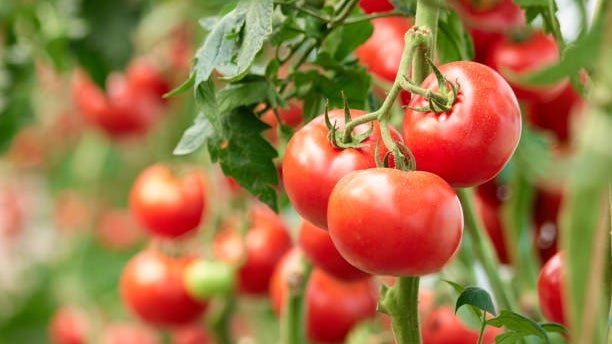 Marruecos se consolida como principal proveedor de tomates de España