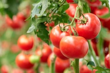 Marruecos exportó frutas y verduras a España por valor de 890 millones de euros entre enero y mayo