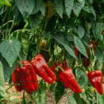 España produce 1,5 millones de toneladas de pimiento, pero el 95% de los que importa proceden de Marruecos