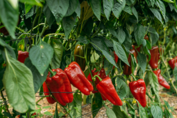 España produce 1,5 millones de toneladas de pimiento, pero el 95% de los que importa proceden de Marruecos